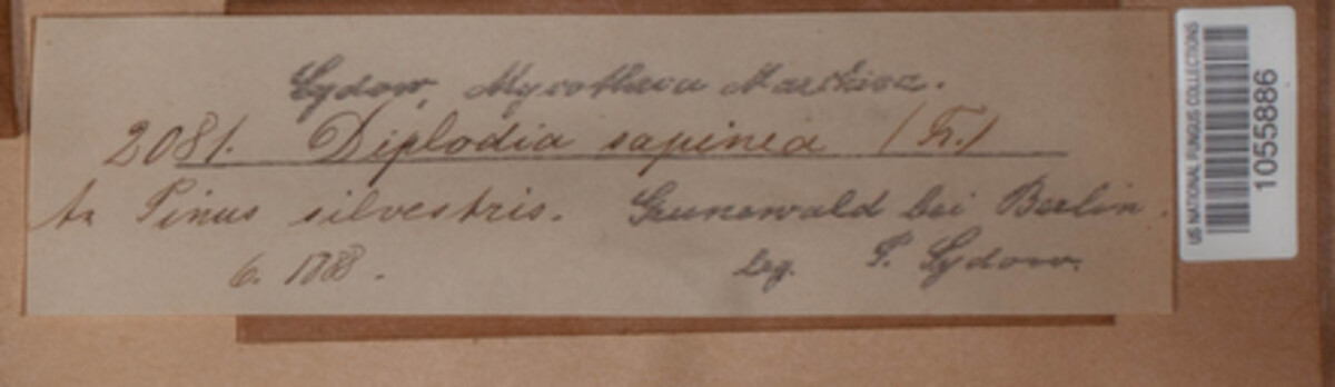 Sphaeropsis sapinea image